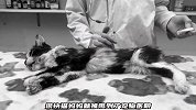 本就虚弱的猫妈妈，却还带着刚出生的幼崽，结果累倒在地上