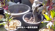 针垫花的养殖方法和注意事项