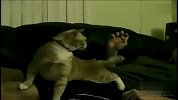 敏感带被抓到的猫猫