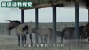 野马们踏上艰难旅途，大自然再次接纳普氏野马，它们比大熊猫还要珍贵