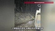 女子开挖掘机施工偶遇东北虎，当事人：它瞅我瞅了半天