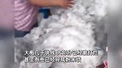 棉花中藏“私房钱”被弹花机器打碎，工人大笑捡钱：可能有四五千