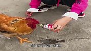 闺女把我的酒喂给了鸡，晚上醉鸡安排上？