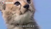 老鹰欲捕食小豹子，不料被豹妈妈看穿，下一秒老鹰悲剧了