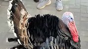 在西方日销千万的火鸡，为什么中国几乎没有人吃？养殖的人也很少