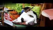 爱宠一刻-20111115-网友实拍猫咪坐着打盹