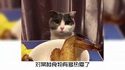 你家的猫咪，叫什么名字呢？