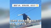 婚车迎亲偶遇喜鹊落车顶，男子爆笑上前递烟，喜鹊不客气直接叼住