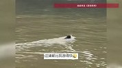 南京野猪渡江，江豚伴游、黑鸢伴飞，网友：真“疯狂动物城”
