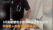 福建福州一小区9只狗接连死亡，疑似被投毒