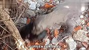 巨蜥发现一只公鸡，二话不说直接活吞，进食现场太残忍