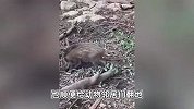 南京红山动物园有只“工作小野猪”，每天帮熊馆“翻地”？园方：属实