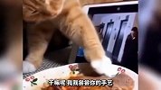 猫咪被臭得怀疑人生，这脚怕有半年没洗了吧