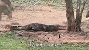 鳄鱼单挑“野猪群”，结果被野猪连环“暴揍”猪-谁给你的勇气！