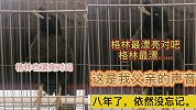 泪目！家中老人去世已8年 八哥仍在模仿其声音