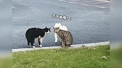 宠物解说：十只猫咪听到吵架，有八个很喜欢看热闹？