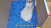 挑战七彩海洋球障碍陷阱，高难度机关仓鼠能闯过？