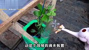 新手如何种植百香果？按着这个方法来，你学会了也能收获满满