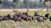 落单狮子被野牛群包围，就算你怎么厉害，还是双拳难敌四手
