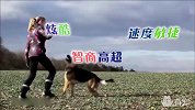 智商爆表！这只德牧掌握上百种口令，逆天了！