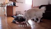 男女主人同时装死，金毛会有什么反应？差点被暖哭了