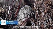 动保员回应“放生时半岁雪豹舍不得走”：养太久生存能力更差