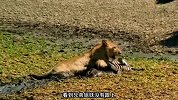 斑马深陷泥潭时小雄狮对它穷追猛打，怎料斑马越陷越深，狮子失算了