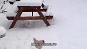 第一次见雪的小鸡！下一秒那你们憋住别笑，监控拍下全程！