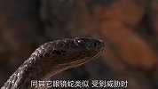 这种眼镜蛇受到威胁时，可以喷出毒液致盲，真的可怕