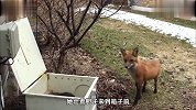 狐狸在男子院子生崽，幼崽全被男子擒获，狐狸妈妈为救崽放手一搏
