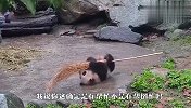 熊猫帮忙，越帮越忙！场面笑爆了