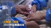 【四川】全球最重！阿宝诞下龙凤胎大熊猫宝宝