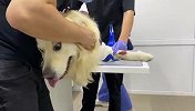 铲屎官带金毛去医院，没想到狗子竟是这反应，镜头记录全过程