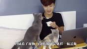 养了只嘴馋猫咪，铲屎官连顿饭都不能好好吃，谁还敢养啊