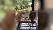 毛多就得受欺负？戏精鹦鹉在线调戏猫头鹰