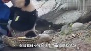 熊猫：你这奶爸怎么这么烦熊，能不能让我安静的吃竹笋？