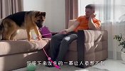 主人拿猫咪玩具给德牧玩，没想到这么逗，镜头记录爆笑全程