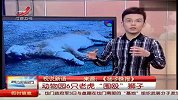 动物园6只老虎“围殴”狮子