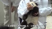 看到姐姐有蜂蜜水喝，熊猫宝宝不干了，下一秒憋住别笑