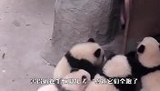 熊猫：奶爸来了，快扑倒他！差点笑翻了，哈哈