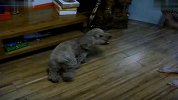 [搞笑]小狗吃蛋挞