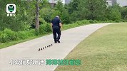 超可爱一幕！美国警察带着小鸡找妈妈 小鸡们站成一排跟在身后