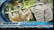 宁波商人344万买下无人岛 养野猪搞狩猎