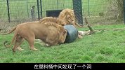雄狮头部卡在塑料桶里，失去视线秒变“无头苍蝇”，四处乱撞！