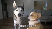 朋友寄养了一只小狗，自家哈士奇看到后，开始怀疑狗生了
