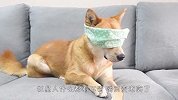 铲屎官给狗子戴上眼罩，汪星人以为自己失明了，看完忍住别笑