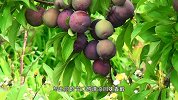 口感清甜，回味香醇 芙蓉李的美独一无二