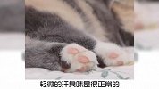 宠物冷知识：你家的猫咪脚臭吗？