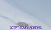 霸气的北极熊也有可爱的一面