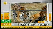 哈尔滨老虎定居沈阳“水土不服” 已进入散养区